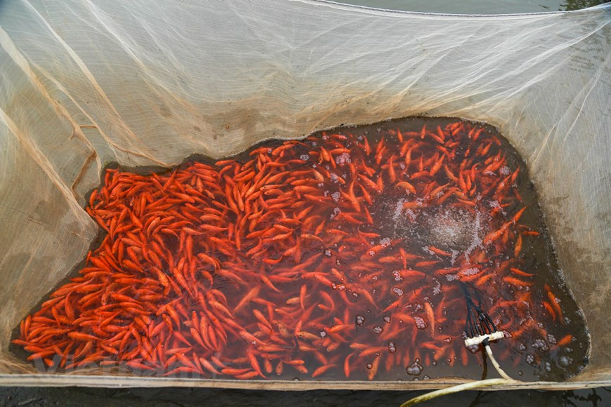 El desarrollo de la piscicultura aporta una alta eficiencia económica a cientos de hogares en la aldea de Thuy Tram.(Fuente: Vietnamplus)