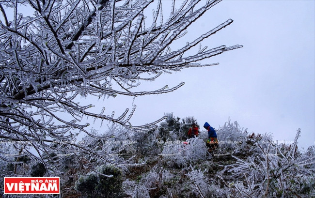 A principios de febrero, la temperatura baja a menos de cero, con nieve y hielo cubriendo una zona montañosa en la cima de Ta Xua, lo que atrae a miles de visitantes a contemplar el increíble fenómeno natural (Foto: VNA)