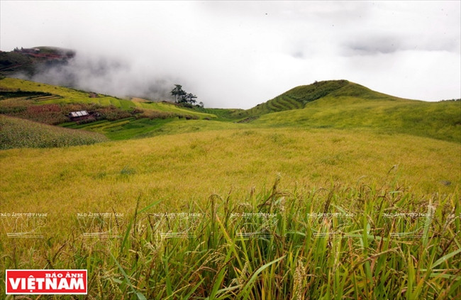 A 14 km de Ta Xua se sitúa la comuna de Xim Vang donde se encuentra la mayor concentración de arrozales en terrazas de la provincia, con 315 hectáreas de arrozales cubiertos por nubes. (Foto: VNA)