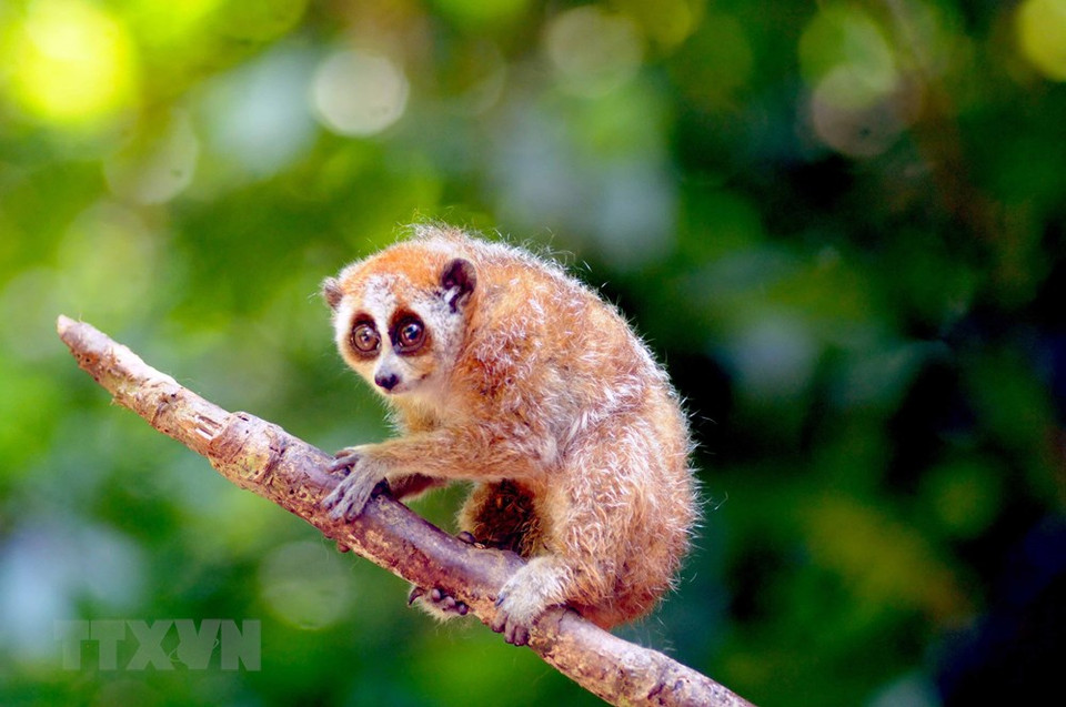 Guardabosques de Son La liberan a un loris lento pigmeo al bosque luego de rescatarlo. (Fuente: VNA)