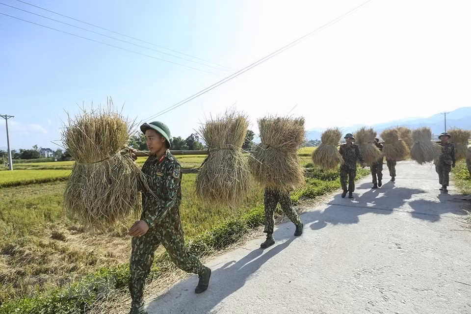 Los agricultores y soldados locales cosechan el arroz en Muong Thanh (Foto: VNA)