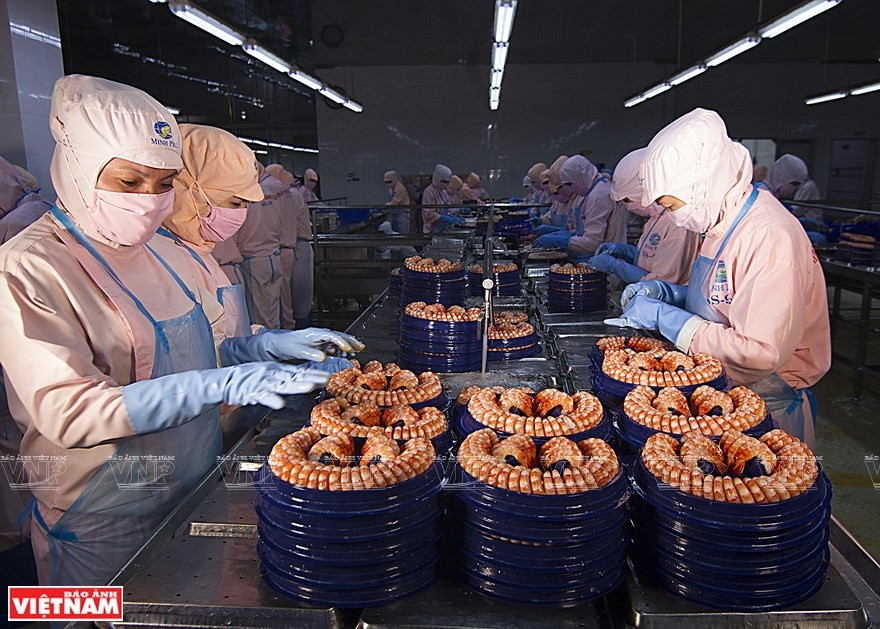 Procesamiento de camarones en la fábrica Minh Phu, en la provincia de Ca Mau (Foto: VNA)