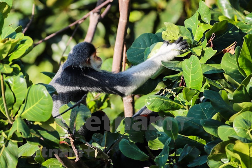 Los langurs viven en grupos y siempre siguen la "disciplina" de un líder (Foto: VietnamPlus)