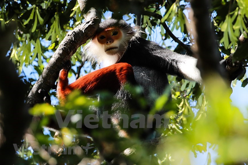 Los colores vivos de los langures de douc con el tallo rojo (Foto: VietnamPlus)