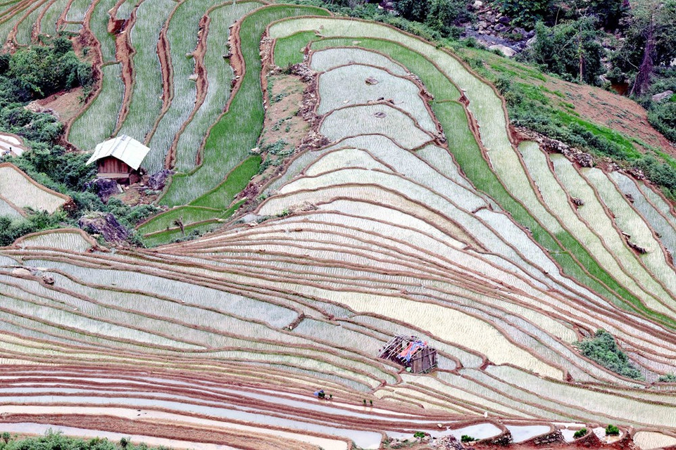 Terrazas arrozales en la comuna de Chieng Muon, en la provincia septentrional de Son La. (Foto: VNA)