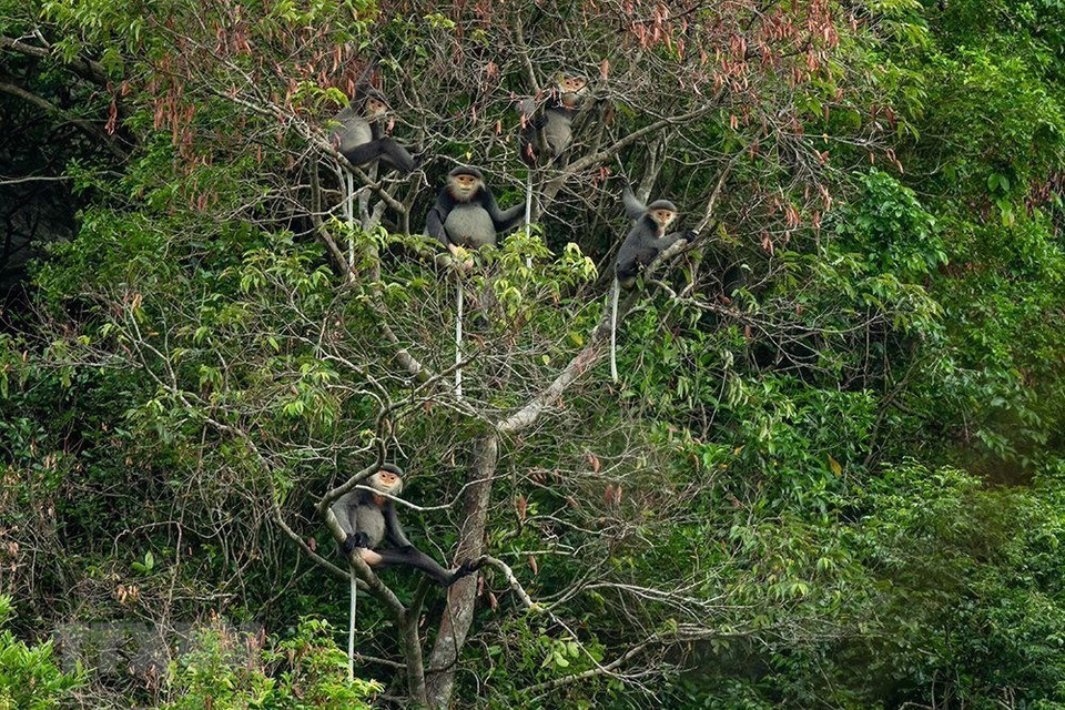 Se registra numerosas preciosas especies tanto flora como fauna en el parque Kon Plong, de acuerdo con los resultados del estudio de FFI realizado desde 2016. (Foto: VNA)
