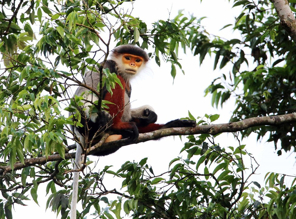 Los douc langur en la península de Son Tra (Foto: VNA)