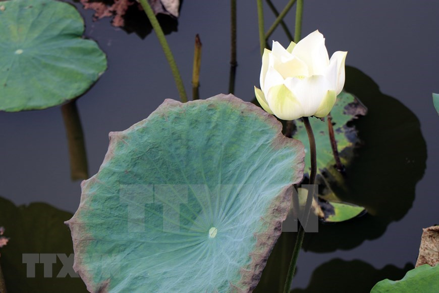 Es muy conocida por su patrimonio arquitectónico, cuyo Conjunto de Monumentos de Huế fue declarado Patrimonio de la Humanidad por la Unesco en el año 1993. (Foto: VNA)