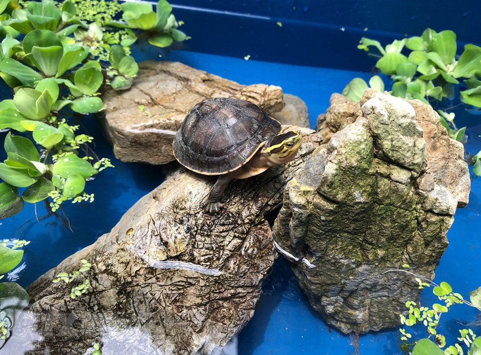 Tortuga nacida y criada en el Centro. (Foto: VNA)