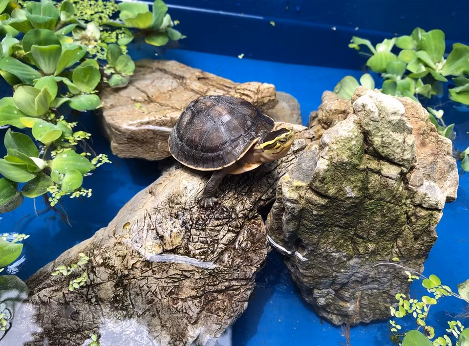 Tortuga nacida y criada en el Centro. (Foto: VNA)