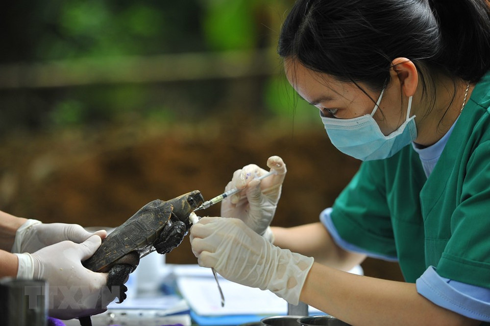 Trabajadores del el Centro de Conservación de Tortugas brindan exámenes médicos y tratamiento para los reptiles periódicamente. (Foto: VNA)