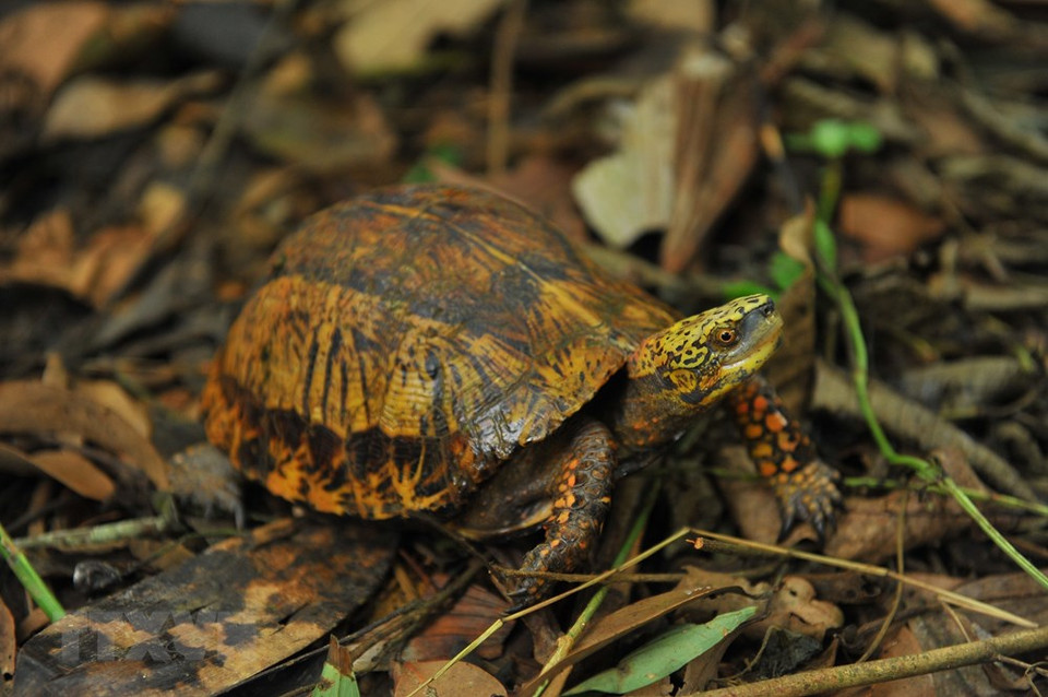 Las tortugas de caja doradas del norte son criadas en el ambiente natural en el Centro de Conservación de Tortugas en Cuc Phuong. (Foto: VNA)