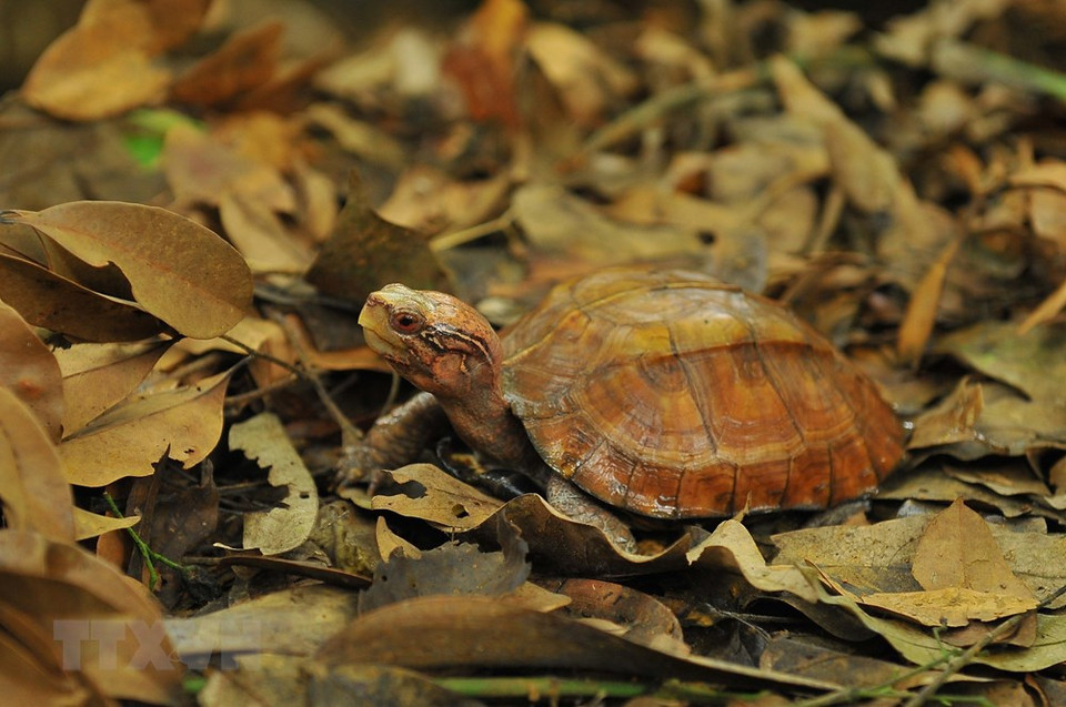 Tortugas criadas en la naturaleza en el Centro. (Foto: VNA)