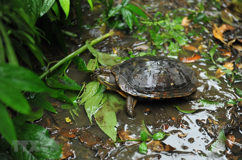 Las tortugas endémicas son criadas en el ambiente natural en el Centro de Conservación de Tortugas en Cuc Phuong. (Foto: VNA)