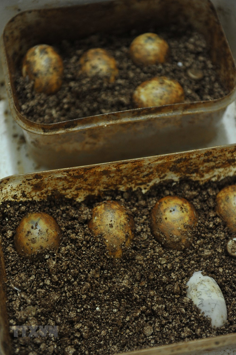 Los huevos de cada tortuga se numeran y se registran antes de incubarse. (Foto: VNA)