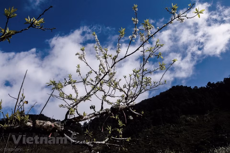 Moc Chau no solo es conocido por sus inmensas colinas de té, sino también por su vasta plantación de ciruela. Cada año, el distrito organiza un festival cultural para que la gente Mong de las provincias montañosas del norte llegue a la ciudad de Moc Chau. El festival es una oportunidad para que las parejas Mong se conozcan. Los vestuarios de los pobladores de esta etnia son muy bonitos por su vivos colores. En este distrito homónimo septentrional, se registra 12 minorías étnicas, que en su mayoría son Thai, con 33 por ciento, Mong (18), Kinh (15), además de Khomu, Dao y Tay. (Foto: Vietnam +)