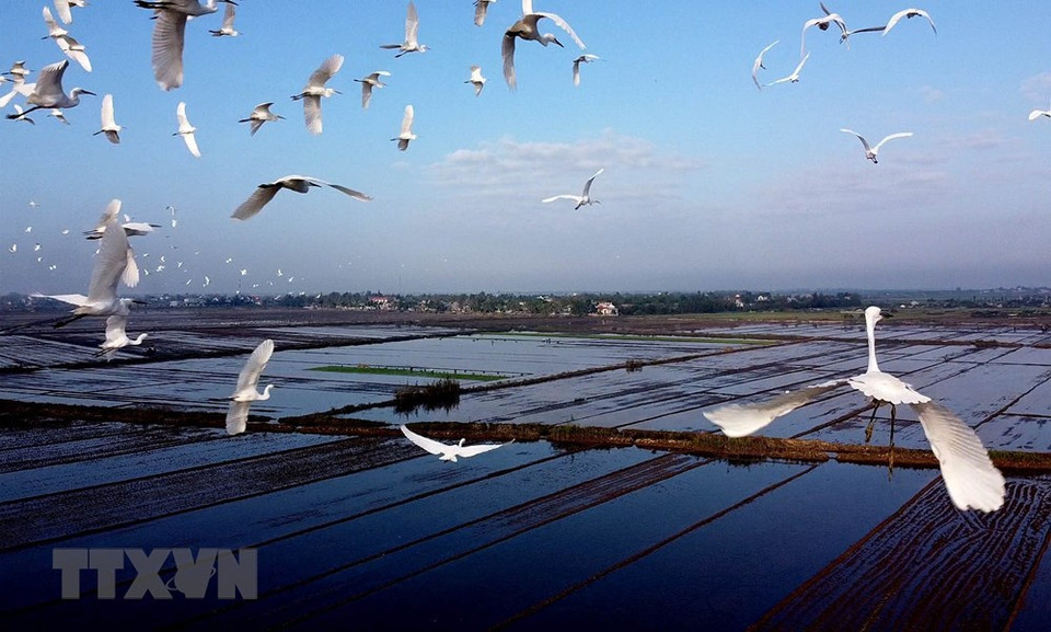 Las cigüeñas blancas vuelan en los campos de la comuna de Huong Phong, en Huong Tra. (Foto: Ho Cau /VNA)