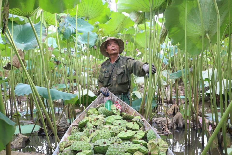 Campos de loto en la comuna de Chuyen Ngoai, provincia de Ha Nam. (Foto: VNA)