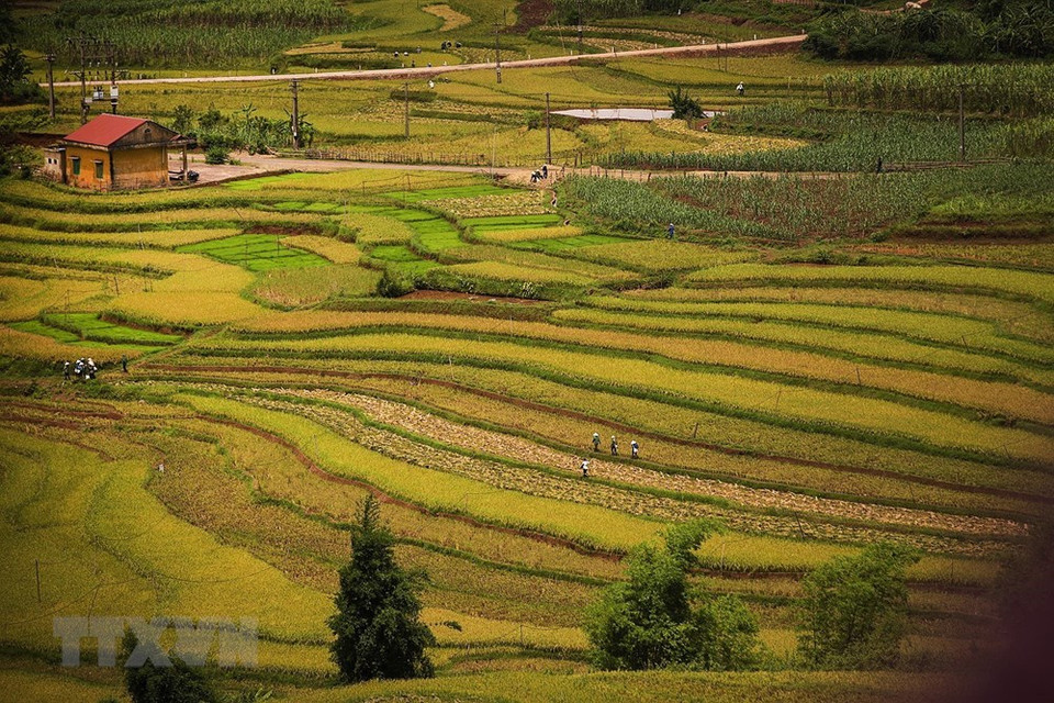 Se espera que los campos en terrazas de la etnia Muong, en la comuna de Thach Yen, sean un sitio de ecoturismo para atraer turistas. (Foto: VNA)