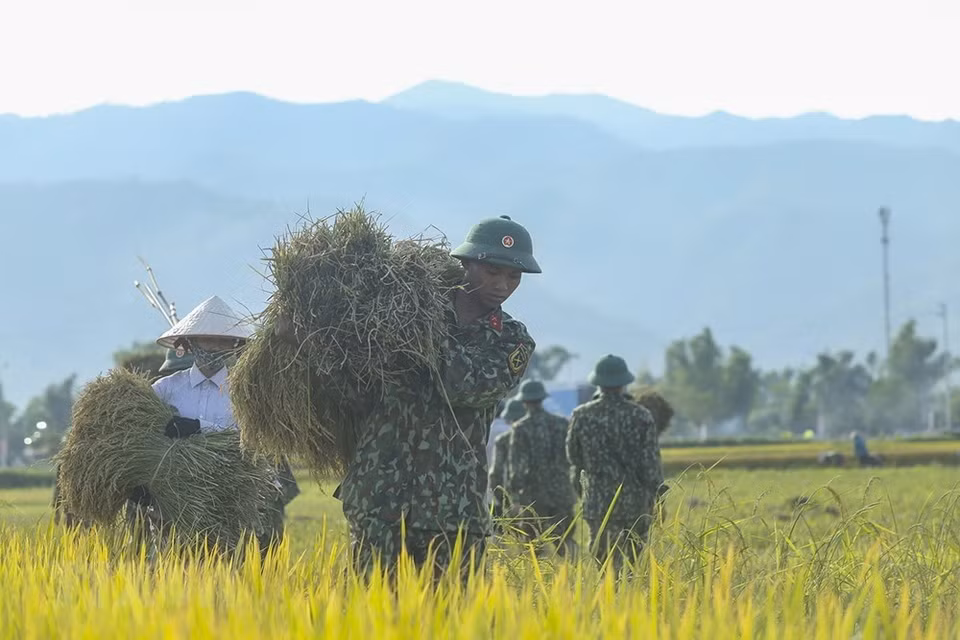 Los agricultores y soldados locales cosechan el arroz en Muong Thanh (Foto: VNA)