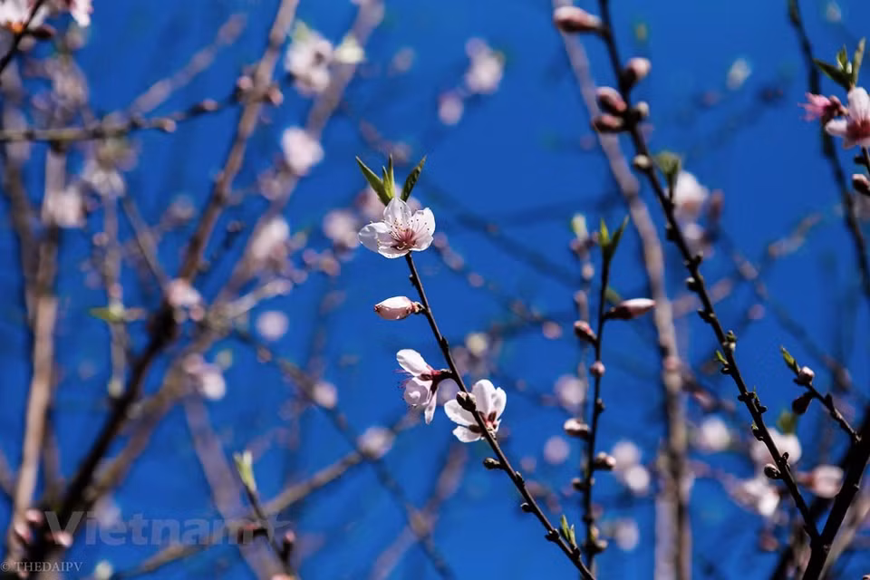 Moc Chau es popular entre los turistas vietnamitas e internacionales por sus tribus montañesas como la gente tailandesa blanca y negra y la gente muong, las colinas de té verde, la leche de Mộc Châu, el paisaje natural de las cascadas Dải Yếm, el pino de la colina y las flores del jardín de orquídeas. Se necesitan cuatro horas de viaje, con una distancia de 200 kilómetros (120 millas) desde Hanoi hasta Mộc Châu. Para observar las flores de ciruela, los viajeros pueden también visitar los pueblos de Phieng Canh, Van Ho, Long Luong, Ba Khe, Thong Cuong, Pa Phach y Tan Lap. (Foto: Vietnam +)