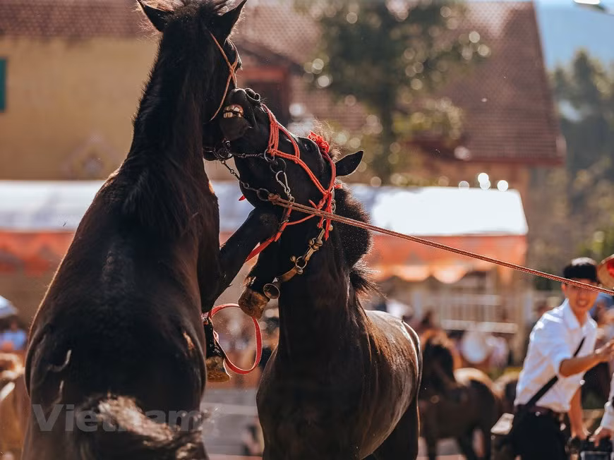 El torneo de este año se realizó a mayor escala que el anterior, con 30 parejas de caballos y jinetes procedentes de las localidades de Bac Ha, Simacai, Son La, Lai Chau y Tuyen Quang. El comité organizador aspira a atraer a un gran número de excursionistas a fin de promover el turismo de Sa Pa, en general, y el complejo turístico, en particular. Además de disfrutar de carreras fascinantes, los visitantes podrán hacerse fotos con los caballos competidores en el ‘valle de rosas más grande de Vietnam’. Los jinetes y los caballos se dividen en carreras para determinar los jugadores más rápidos en las rondas finales (Foto: Vietnam +)