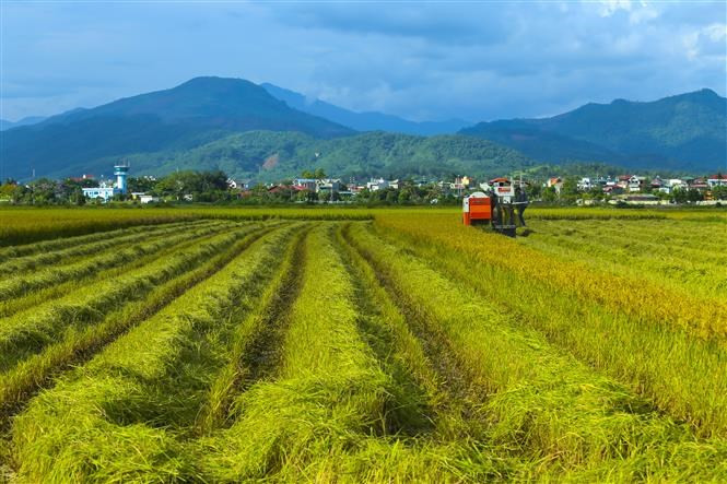 El valle de Muong Thanh es conocido por sus grandes arrozales (Foto: VNA)