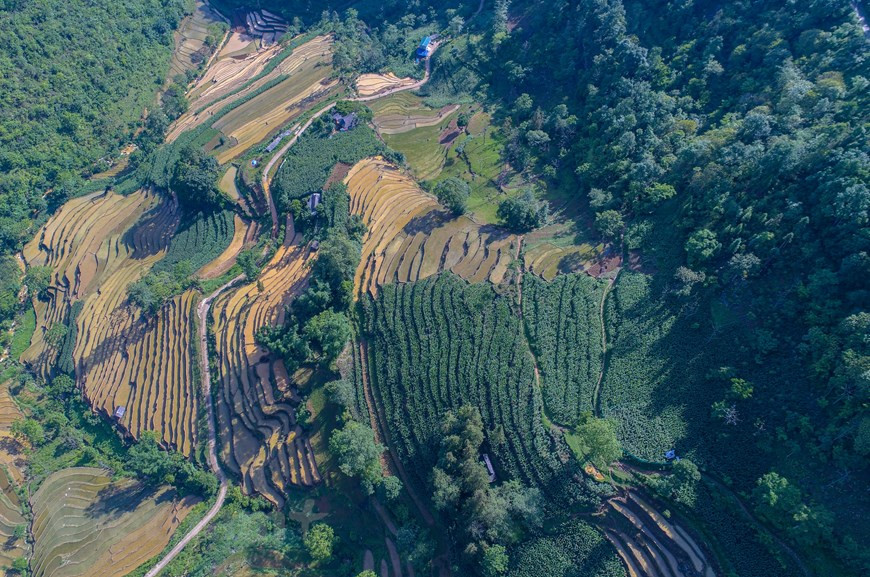 A finales de mayo y principios de junio, los campesinos se llenan sus arrozales con agua. Las precipitaciones en las laderas de montaña y los arroyos fluyen hacia los campos, que se convierten en un espejo celestial. Al llegar a esta tierra, los visitantes quedarán fascinados por la majestuosa belleza de los campos en terrazas, además de conocer la cultura y las tradiciones de las etnias minoritarias locales. Encargados del diseño de los sembradíos, los pobladores de la etnia Mong los nombran “escaleras al cielo”, por su singular vista panorámica. Los Mong esculpieron terrazas en las pendientes de la montaña, sin la ayuda de avances tecnológicos, solo dependiendo de las bondades de la naturaleza. (Foto: Vietnam+)