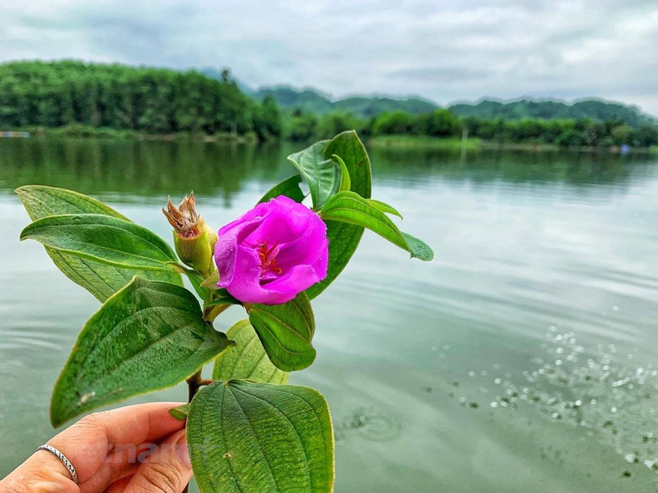 Van Hoi se encuentra en la histórica zona de reliquias revolucionarias, muy cerca de lugares famosos como la casa comunal de la aldea Van, la cueva Doi, Dong Yeng y Go Co. Los viajeros pueden ir en tren, autobús o moto. Durante los últimos años, la laguna de Van Hoi se ha convertido en un lugar de check-in preferido de los jóvenes. Para explorar el hermoso paisaje de la laguna de Van Hoi, los turistas pueden alquilar un bote para admirar el paisaje natural y disfrutar del aire fresco. Después de admirar el hermoso paisaje natural, puede ir al puerto de Dung May, una isla con un área de hasta 3ha, para admirar el paisaje hermoso. (Foto: Vietnam +)