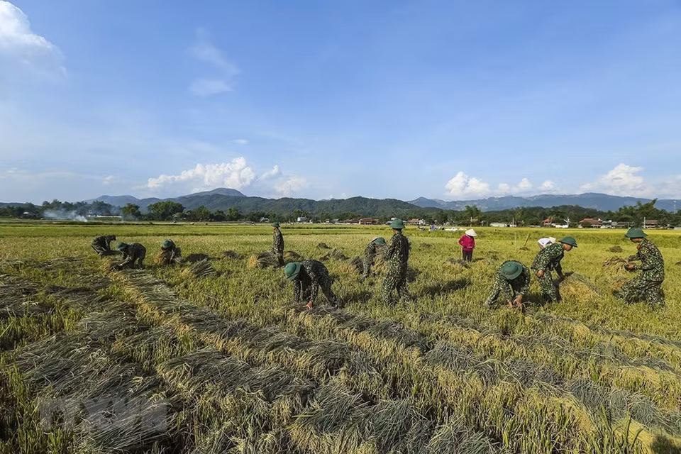 Los soldados ayudan a los agricultores locales a cosechar el arroz (Foto: VNA)