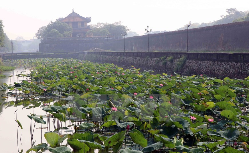 La belleza de la antigua ciudad imperial Hue combinada con la aroma de las flores de loto crea un encanto único del declarado Patrimonio de la Humanidad por la UNESCO. (Foto: VNA)