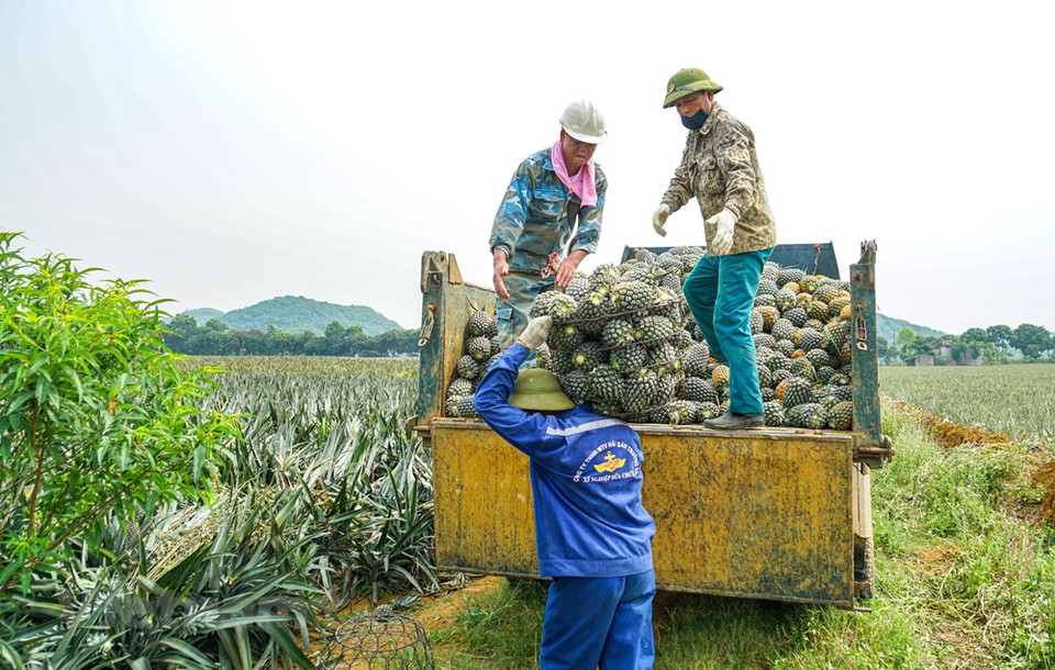 Las piñas se apilaron con cestas de metal y luego se reunieron en grandes camiones, para llevarlas a la fábrica de Dong Giao para su procesamiento (Foto: Vietnam +)