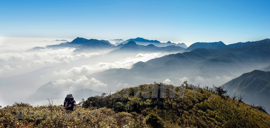 La majestuosa belleza de la naturaleza en la cordillera Hoang Lien Son en la mañana. Al llegar a la región, los visitantes pueden disfrutar de los hermosos pueblos de Mong, Dao y Giay construidos a mitad de camino hacia la montaña. También pueden explorar el parque nacional Hoang Lien Son de 60 mil hectáreas ubicado entre 1 000 y 3 000 metros sobre el nivel del mar. El parque es reconocido como un parque patrimonial de la ASEAN y se considera el "pulmón verde" del noroeste. Es un centro de biodiversidad que alberga muchas especies endémicas incluidas en la Lista Roja de Especies Amenazadas por la extinción del mundo. (Foto: Vietnam+)