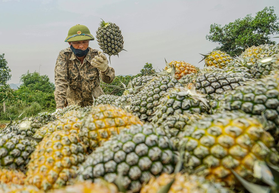 Las piñas se apilaron con cestas de metal y luego se reunieron en grandes camiones para llevarlos a la fábrica de Dong Giao para su procesamiento y exportación a países extranjeros. (Foto: Vietnam +)