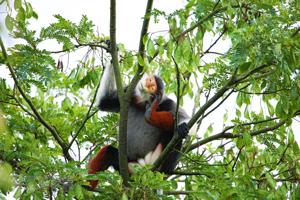 El douc langur habitan en colonias (Foto: VNA)