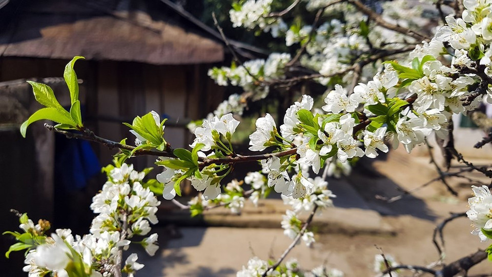 Flores de ciruelo en la primavera (Foto: VNA)