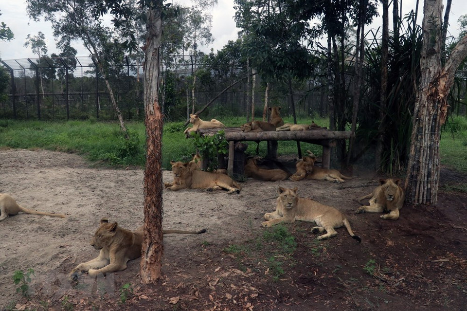 Leones en Vinpearl Safari Phu Quoc (Foto: VNA)
