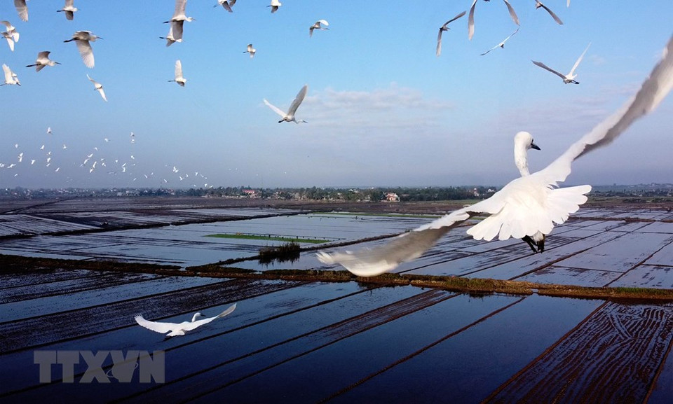 En la primavera, numerosas bandadas de pájaros y cigüeñas vienen en los campos arrozales de la provincia central de Thua Thien-Hue para alimentarse. (Foto: Ho Cau/VNA)