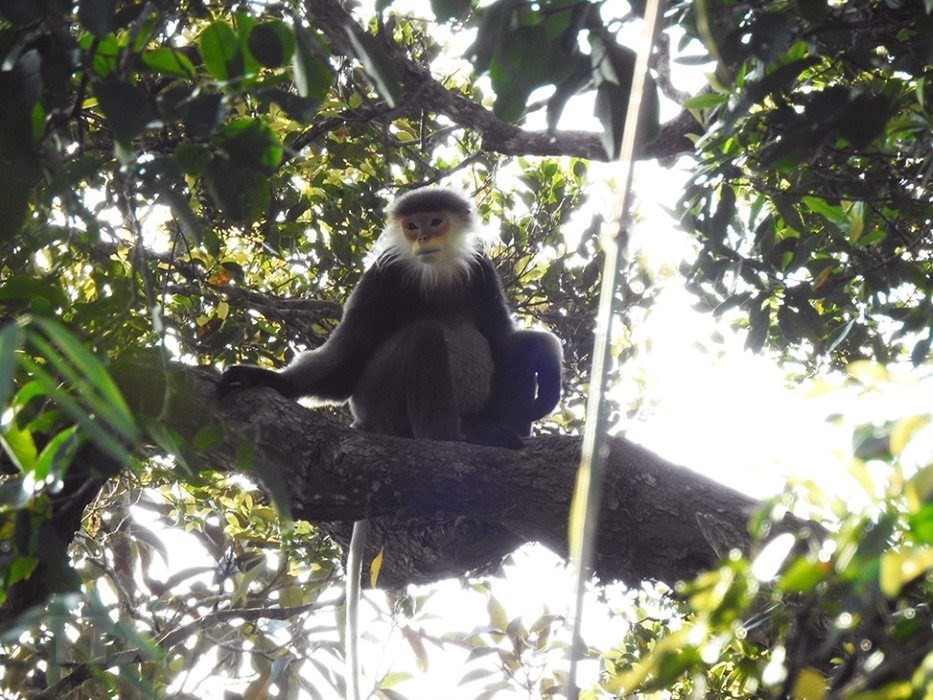 Langur de patas grises en Kon Plong. (Foto: VNA)