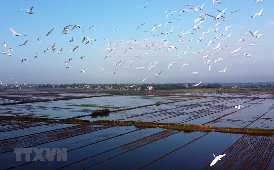 En la primavera, numerosas bandadas de pájaros y cigüeñas vienen en los campos arrozales de la provincia central de Thua Thien-Hue para alimentarse. (Foto: Ho Cau/VNA)