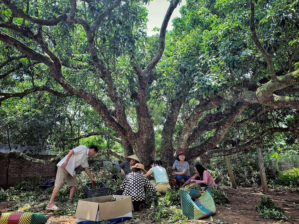Este árbol de litchi de 200 años de existencia y pertenece a la familia de Ha Thi Hai (94 años), aldea de Ha Truong, comuna de Thanh Cuong. (Foto: Vietnam +)