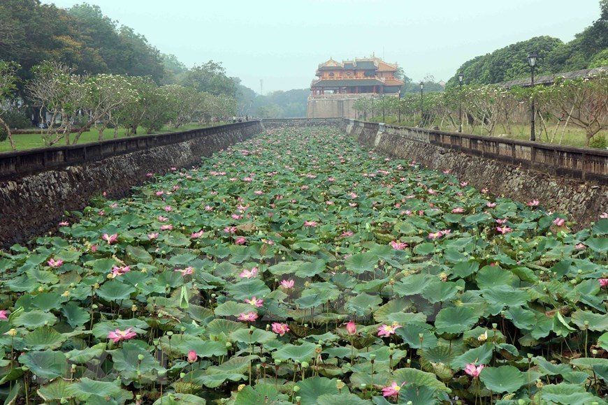 Flores de loto en la ciudadela de Hue (Foto: VNA)