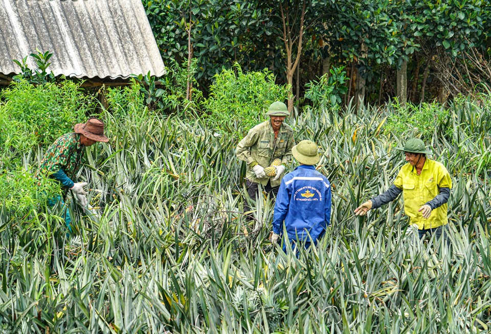 Este año la piña de alto rendimiento, nuevamente comprada a un precio más alto que los años anteriores. Por lo tanto, la granja está llena de risas de granjeros. (Foto: Vietnam +)