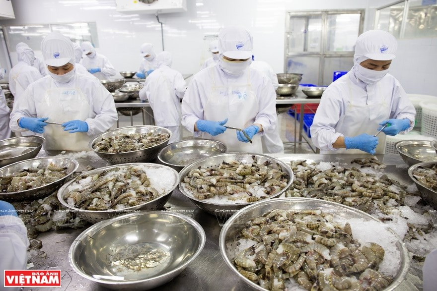 Procesamiento de camarones en la fábrica Nam Can, en la provincia de Ca Mau (Foto: VNA)