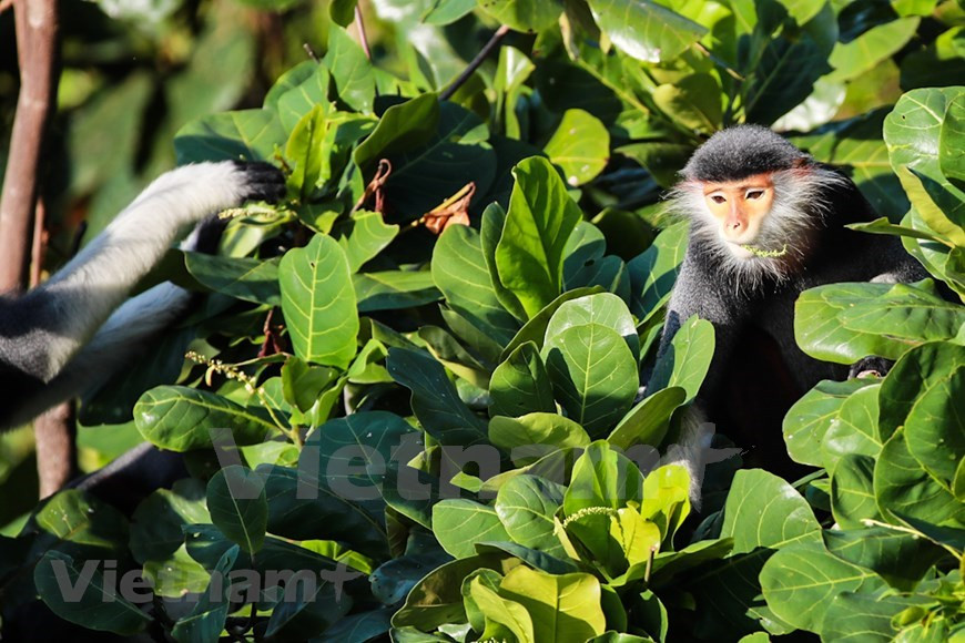 Los langurs son la inspiración infinita de los fotógrafos (Foto: VietnamPlus)