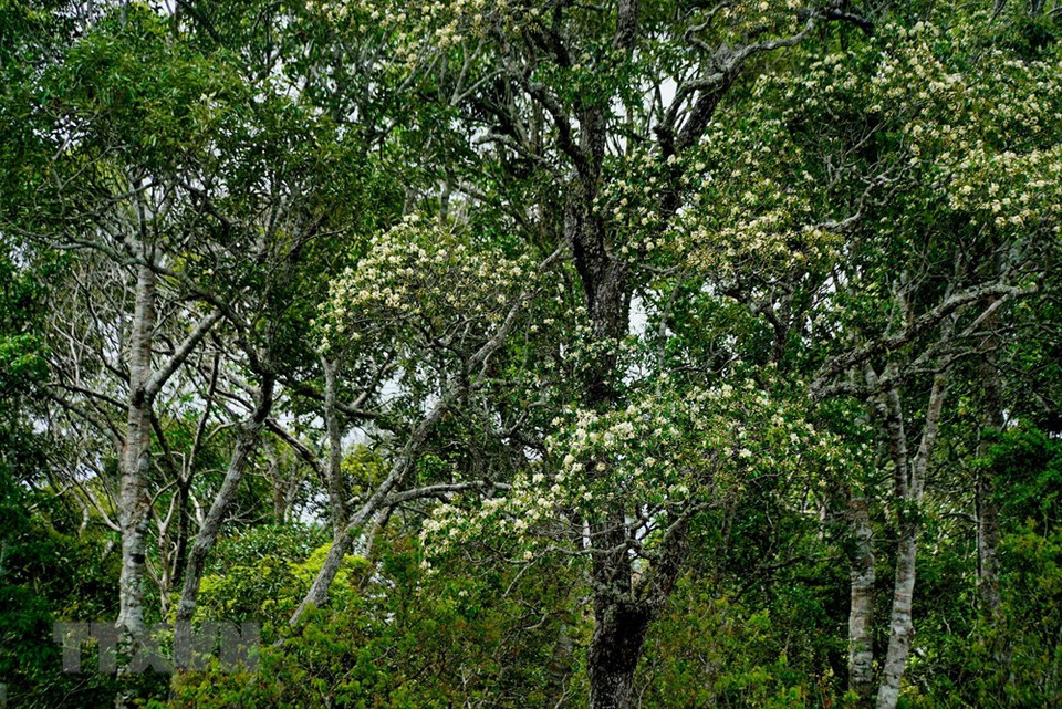 Las actividades volcánicas cubrieron el área con una capa de lava balsática. (Foto: VNA)