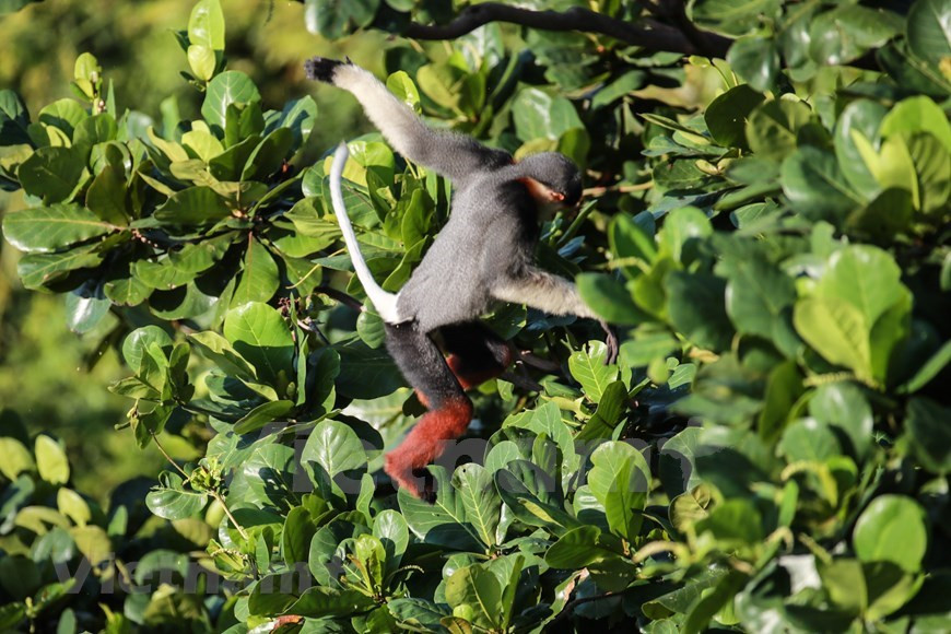 El comercio internacional de la especie está prohibido por la Convención sobre el Comercio Internacional de Especies Amenazadas de Fauna y Flora Silvestres – CITES (Foto: VietnamPlus)