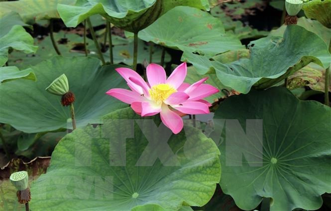 Las flores de loto en los lagos en la antigua ciudad imperial Hue (Foto: VNA)