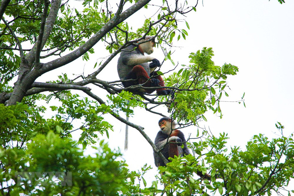 El douc langur habitan en colonias (Foto: VNA)