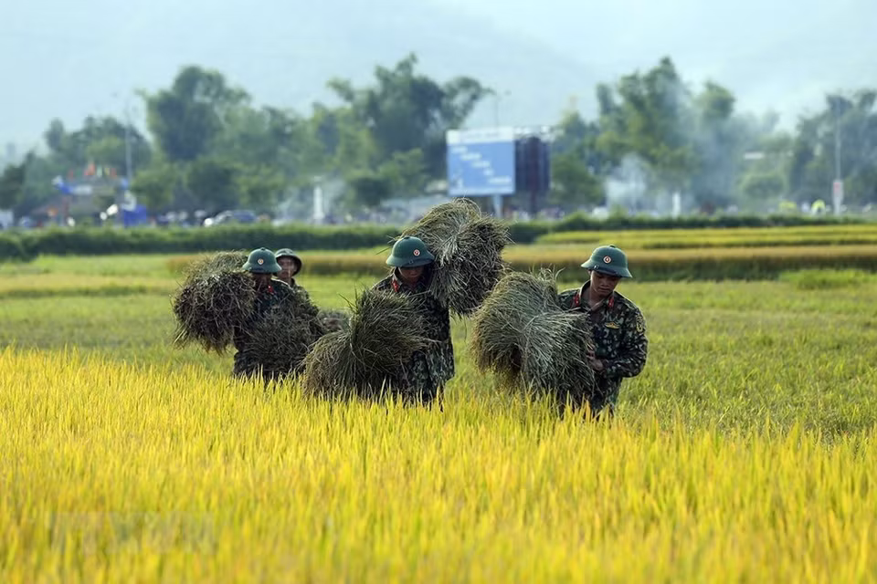 Los agricultores y soldados locales cosechan el arroz en Muong Thanh (Foto: VNA)